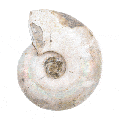 Αμμωνίτης Cleoniceras με ιριδισμούς, μεγέθους 7cm. Αγοράστε online shop.