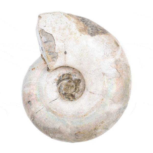 Silver iridiscent Ammonite Cleoniceras, with a size of 7cm. Buy online shop.
