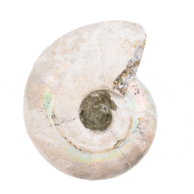 Αμμωνίτης Cleoniceras με ιριδισμούς, μεγέθους 7cm. Αγοράστε online shop.