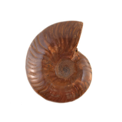 Fire Opal Cleoniceras Besairei Ammonite 7,5cm