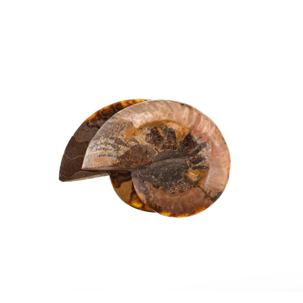 Pair of Fire Opal Cleoniceras Besairei Ammonite 11cm - Image 4