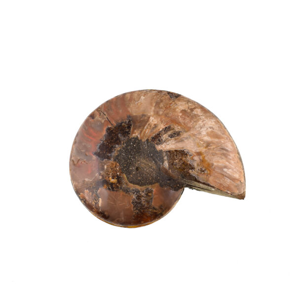 Pair of Fire Opal Cleoniceras Besairei Ammonite 11cm - Image 3