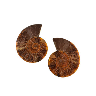 Pair of Fire Opal Cleoniceras Besairei Ammonite 11cm