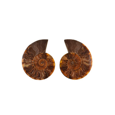 Pair of Fire Opal Cleoniceras Besairei Ammonite 11cm