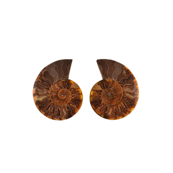 Pair of Fire Opal Cleoniceras Besairei Ammonite 11cm - Image 2