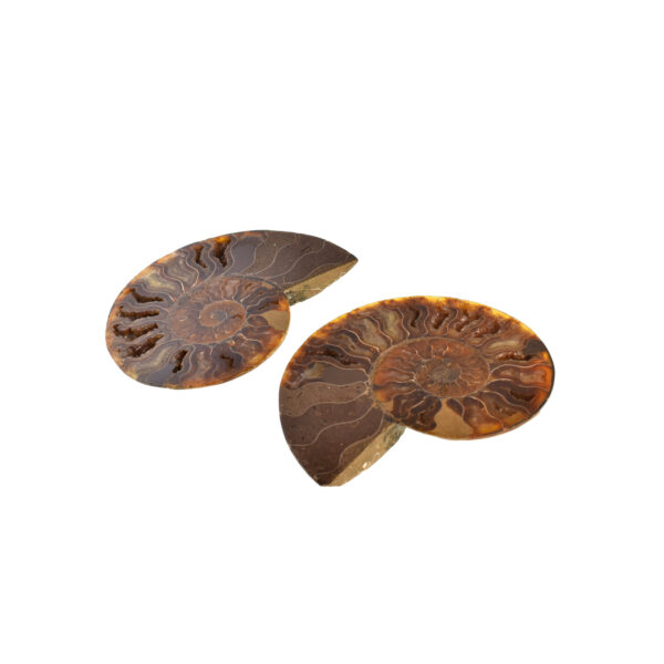 Pair of Fire Opal Cleoniceras Besairei Ammonite 11cm - Image 5