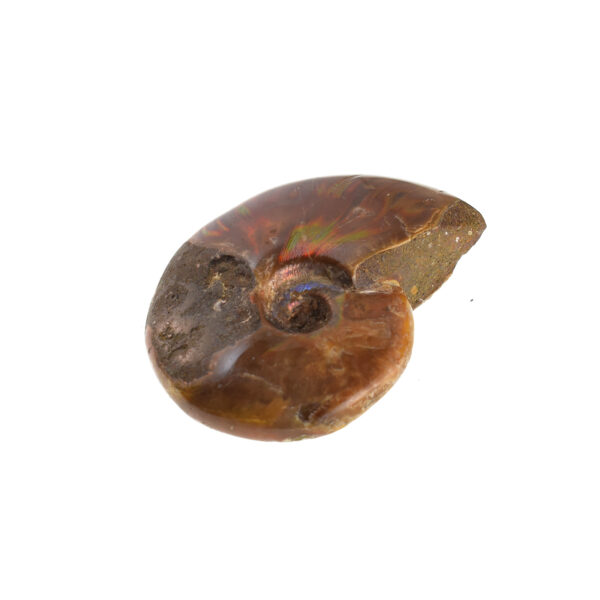 Fire Opal Cleoniceras Besairei Ammonite 6cm - Image 3