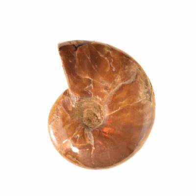 Fire Opal Cleoniceras Besairei Ammonite 5cm