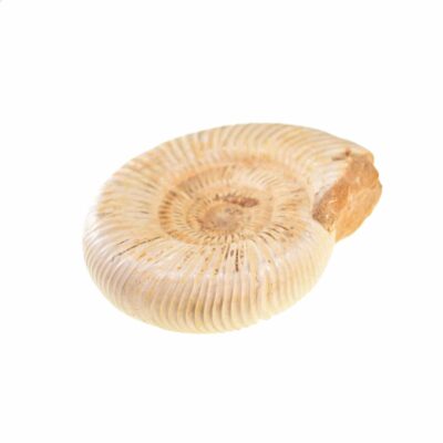 Perisphinctes Ammonite from Madagascar with a size of 13cm.