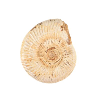 Perisphinctes Ammonite from Madagascar with a size of 13cm.