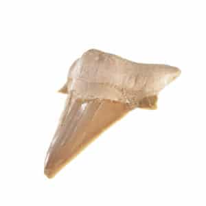 Δόντι Καρχαρία 6cm