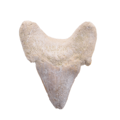 Απολιθωμένο δόντι καρχαρία μεγέθους 5,5cm. Αγοράστε online shop.