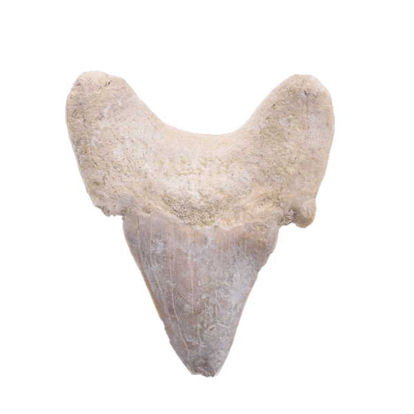 Petrified shark tooth with a size of 5.5cm. Buy online shop.