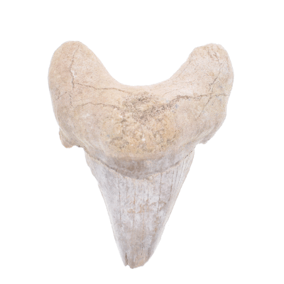 Απολιθωμένο δόντι καρχαρία μεγέθους 5,5cm. Αγοράστε online shop.