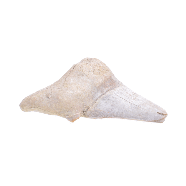 Petrified shark tooth with a size of 5.5cm. Buy online shop.