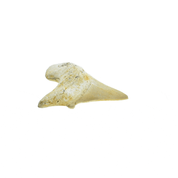Petrified shark tooth with a height of 6cm. Buy online shop.