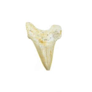 Απολιθωμένο δόντι Καρχαρία ύψους 6cm. Αγοράστε online shop.