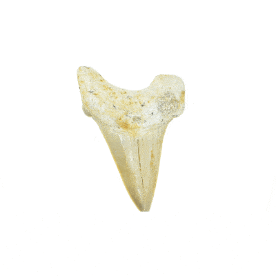 Petrified shark tooth with a height of 6cm. Buy online shop.