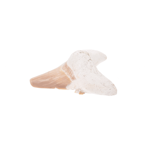 Petrified 5cm shark tooth from Morocco.