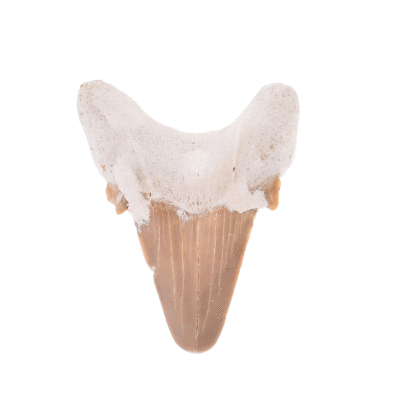 Petrified 5cm shark tooth from Morocco.