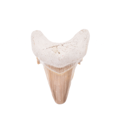 Petrified 5cm shark tooth from Morocco.