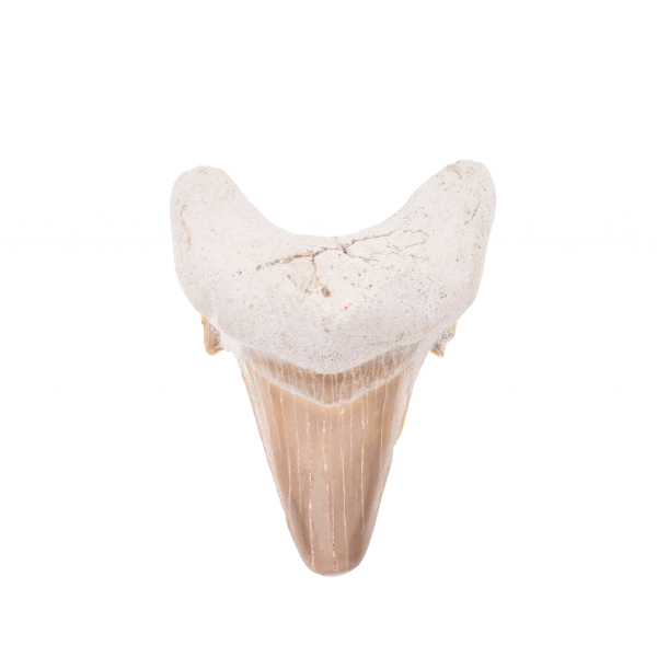 Petrified 5cm shark tooth from Morocco.