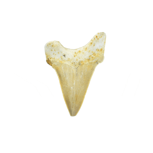 Petrified shark tooth with a height of 6cm. Buy online shop.