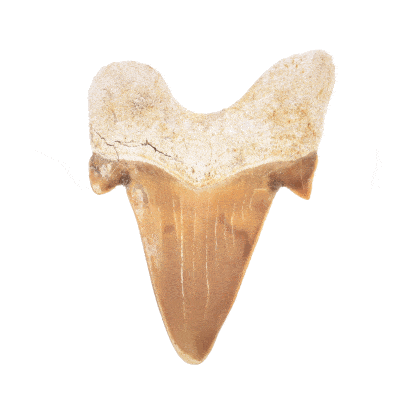 Petrified shark tooth with a size of 4cm. Buy online shop.