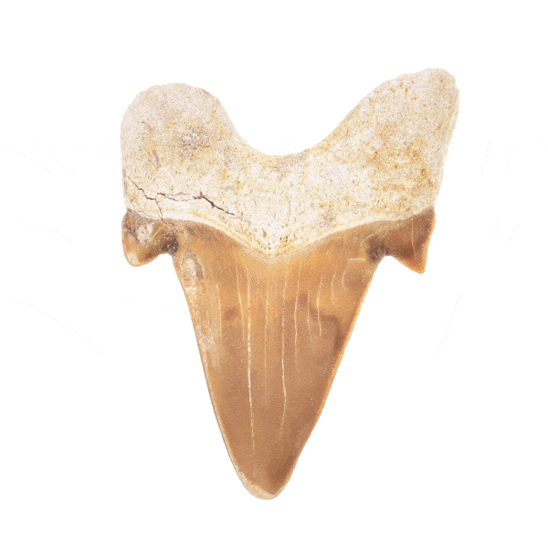 Petrified shark tooth with a size of 4cm. Buy online shop.