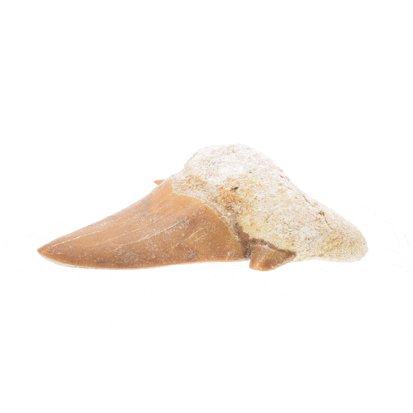 Petrified shark tooth with a size of 4cm. Buy online shop.
