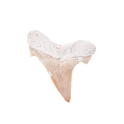 Fossilized shark tooth, size 4.5cm from Morocco.