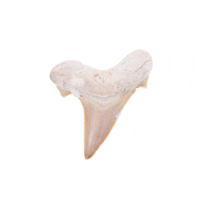 Fossilized shark tooth, size 4.5cm from Morocco.