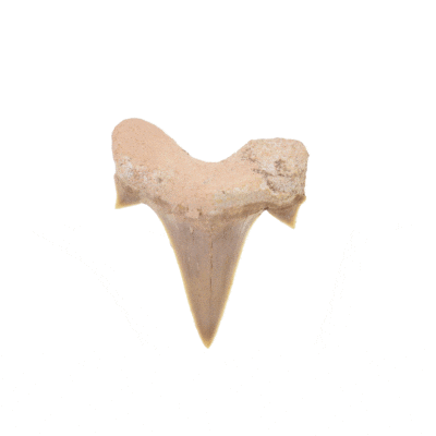 Fossil shark tooth Otodus, size 4cm