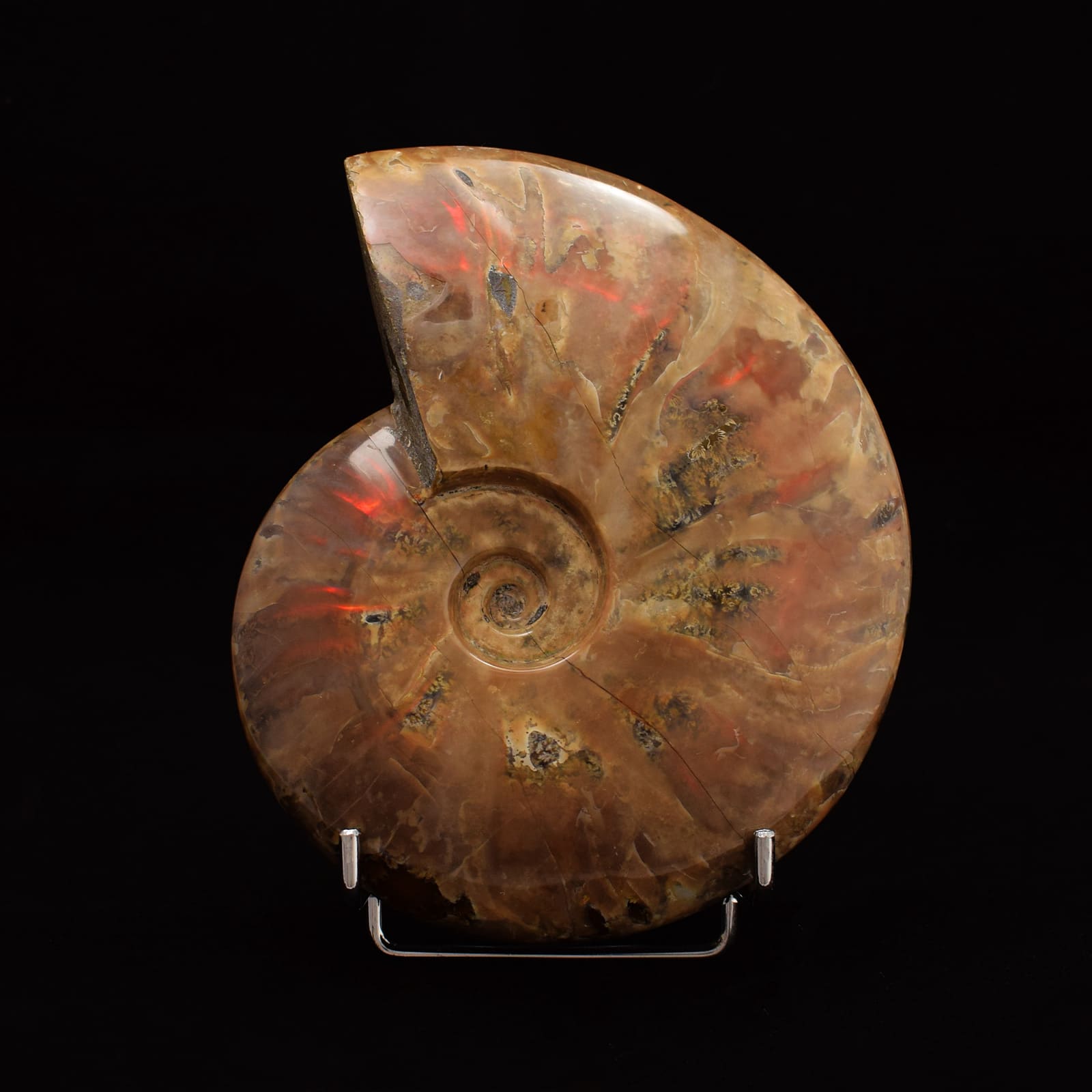 Αμμωνίτης Cleoniceras Besairei Fire Opal , ύψους 14cm. Ένα μοναδικό απολίθωμα για τη συλλογή σας! Αγοράστε online shop.