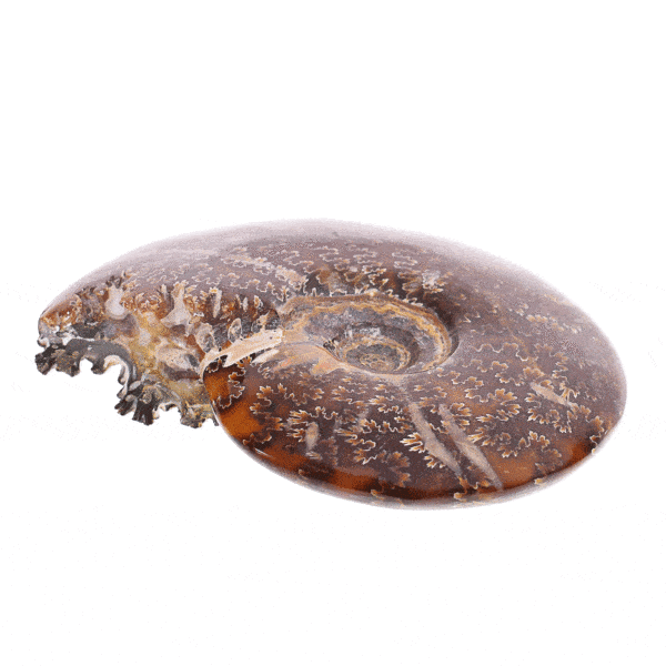 Polished Cleoniceras Ammonite with an oak-leaf suture pattern on its surface. The Ammonite has slightly opalized shell and 15cm size. The product comes with a metallic stand. Buy online shop.