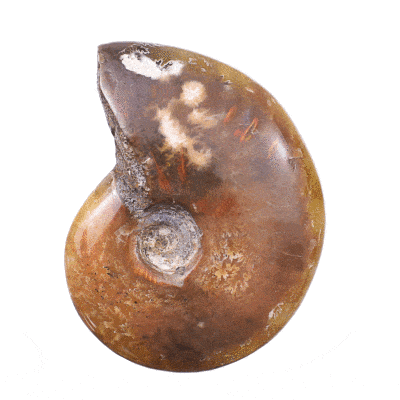 Γυαλισμένος Αμμωνίτης Cleoniceras Besairei Fire Opal. Ο Αμμωνίτης έχει οπαλοποιημένο περίβλημα και μεγέθος 5cm.