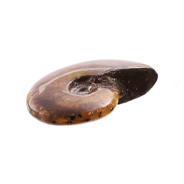 Polished fire opal Cleoniceras Besairei Ammonite fossil, with opalized shell and a size of 5cm. Buy online shop.