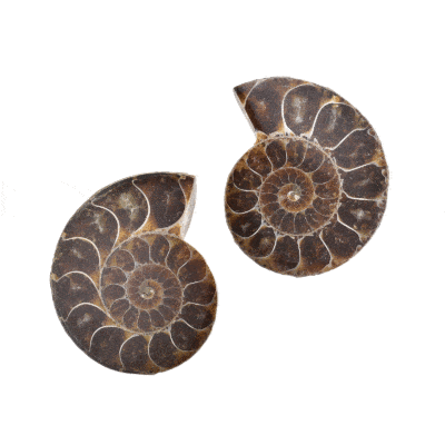 Οπαλοποιημένο ζευγάρι Αμμωνίτη Cleoniceras Besairei, μεγέθους 6cm. Αγοράστε online shop.