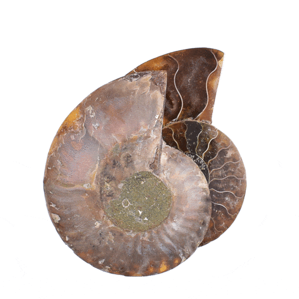 Polished pair of Cleoniceras Besairei Ammonite fossil, with opalized shell and a size of 6.5cm. Buy online shop.