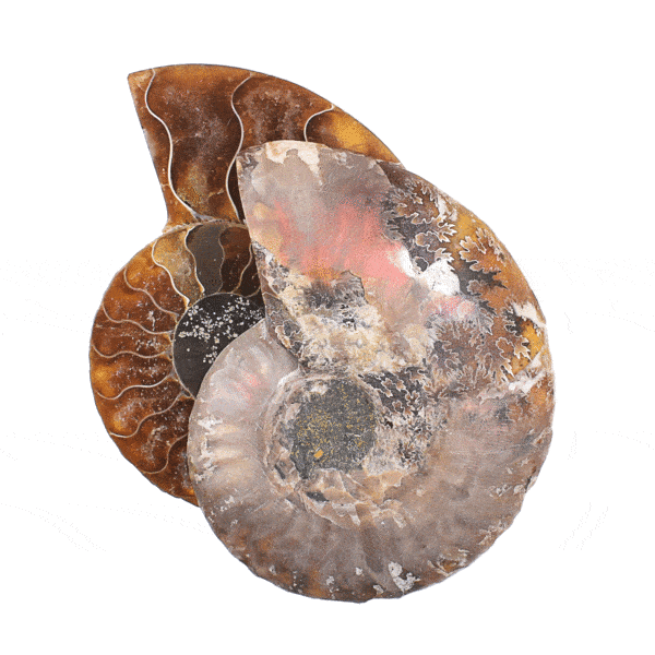 Polished pair of Cleoniceras Besairei Ammonite fossil, with opalized shell and a size of 6.5cm. Buy online shop.