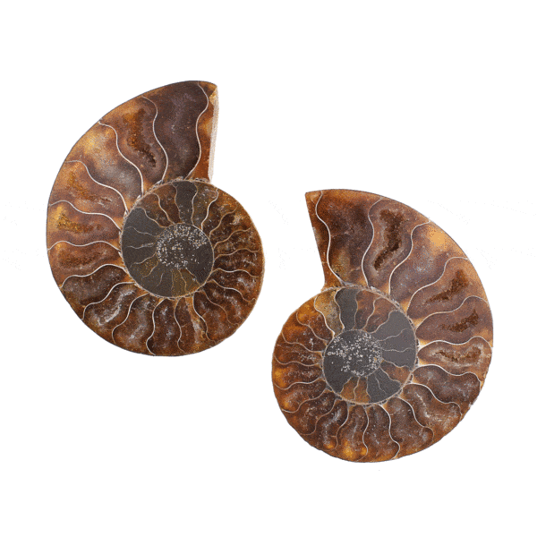 Polished pair of Cleoniceras Besairei Ammonite fossil, with opalized shell and a size of 6.5cm. Buy online shop.