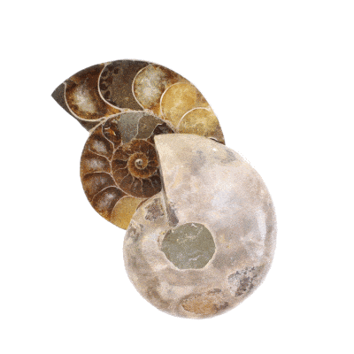 Ζευγάρι Αμμωνίτη Cleoniceras μεγέθους 5,5cm. Αγοράστε online shop.