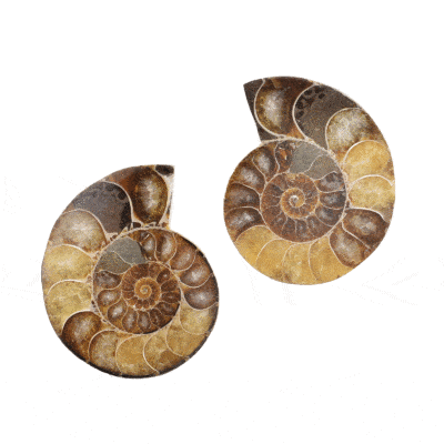 Ζευγάρι Αμμωνίτη Cleoniceras μεγέθους 5,5cm. Αγοράστε online shop.