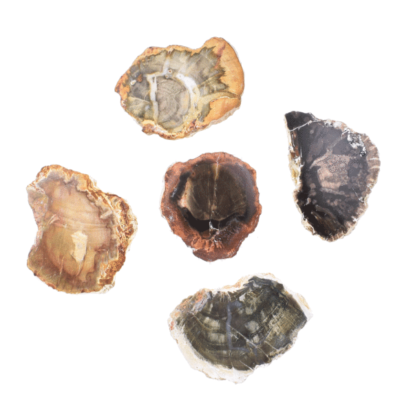 Small slices of petrified wood, polished on both sides, from Madagascar. Buy online shop.