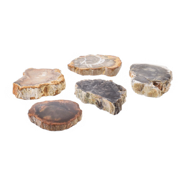 Small slices of petrified wood, polished on both sides, from Madagascar. Buy online shop.