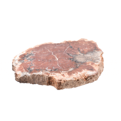 Polished 10cm slice of natural petrified wood from Madagascar.