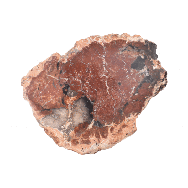 Polished 10cm slice of natural petrified wood from Madagascar.