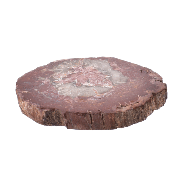 Φέτα απολιθωμένου ξύλου από τη Μαδαγασκάρη, γυαλισμένη και στις δύο μεριές. Αγοράστε online shop.