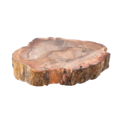 Φέτα απολιθωμένου ξύλου από τη Μαδαγασκάρη, μεγέθους 7,5cm. Η φέτα του απολιθωμένου ξύλου είναι γυαλισμένη και από τις δύο μεριές. Αγοράστε online shop.