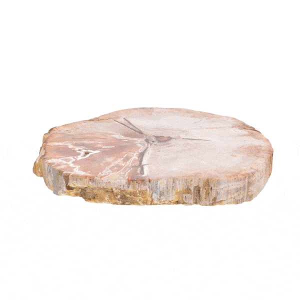 Natural slice of petrified wood from Madagascar, with a size of 9.5cm. The slice of petrified wood is polished on both sides. Buy online shop.